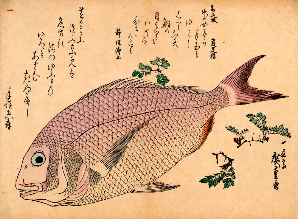 鯛の錦絵（『魚尽錦絵』歌川広重 画）の拡大画像