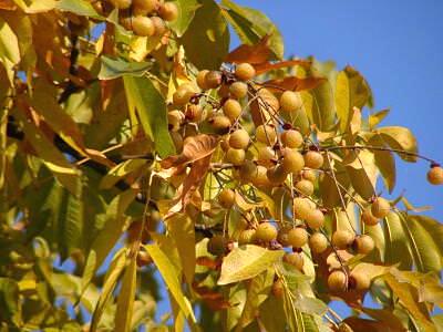 ムクロジの実の果皮は、江戸時代に洗濯洗剤として使われた