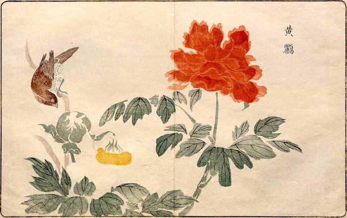 『海舶来禽図彙』1（1790～91年、北尾政美 画）