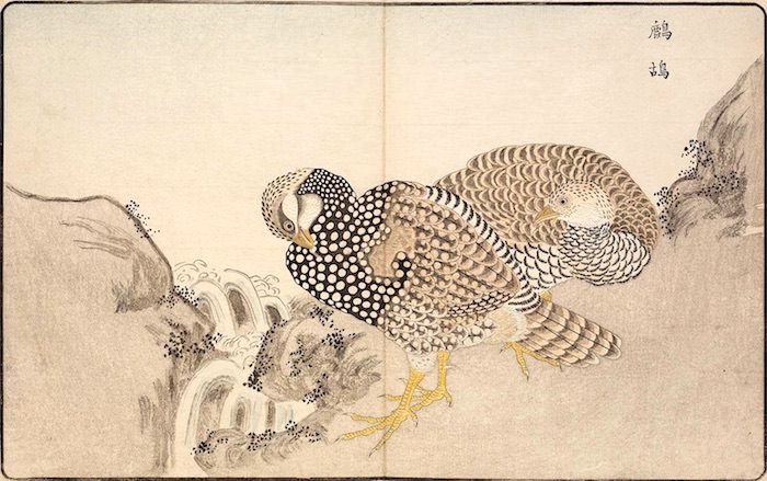 『海舶来禽図彙』2（1790～91年、北尾政美 画）