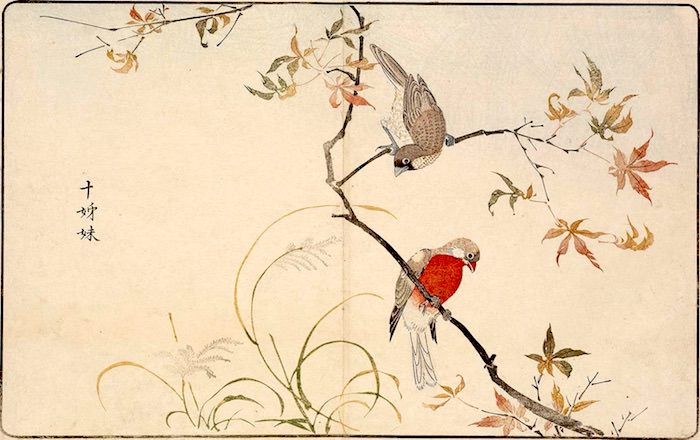 『海舶来禽図彙』3（1790～91年、北尾政美 画）