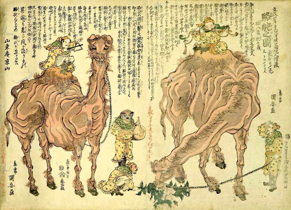 江戸時代におけるラクダの見世物（『和合駱駝之世界』より）の拡大画像 |歴史ガイド