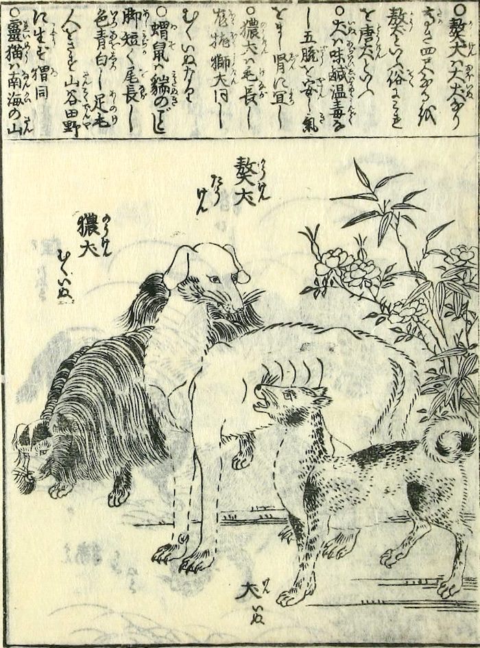江戸時代の犬（『訓蒙図彙大成』より）の拡大画像
