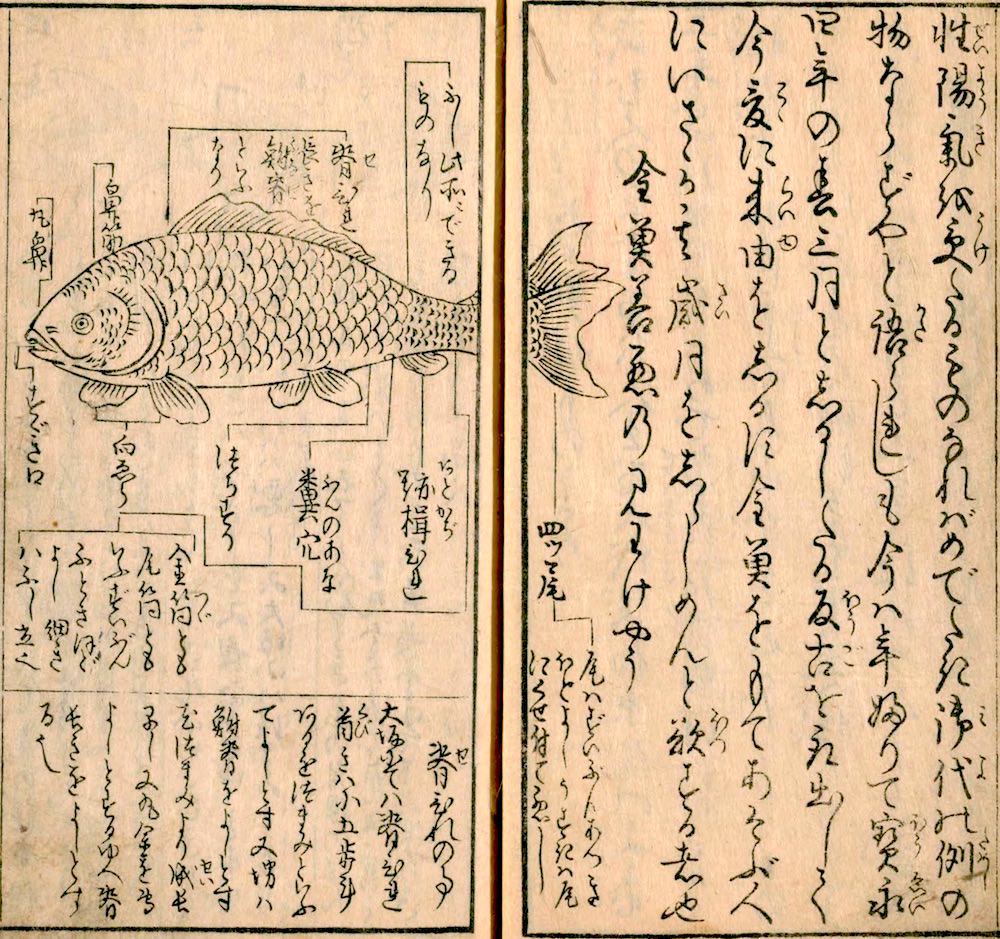 江戸時代の金魚ガイドブック『金魚養玩草』の拡大画像